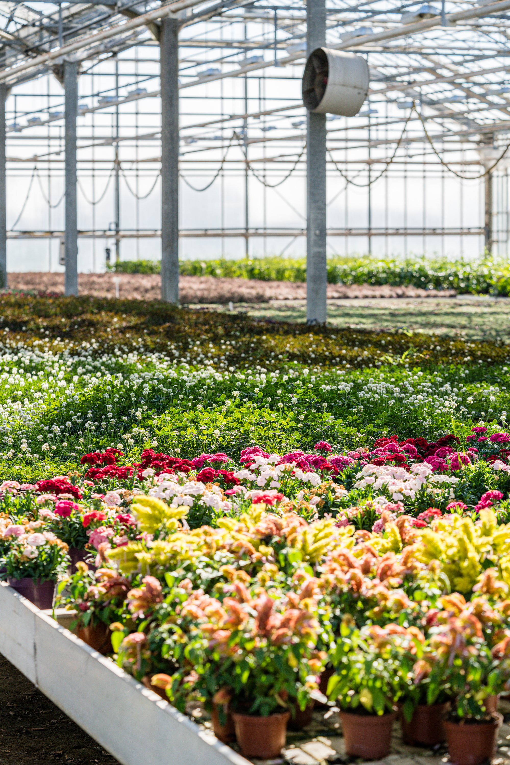 Planten in de serres van Plantcare