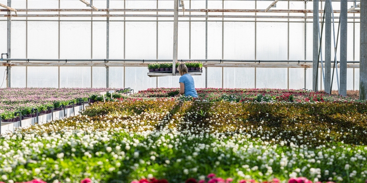 in de serre van plantcare