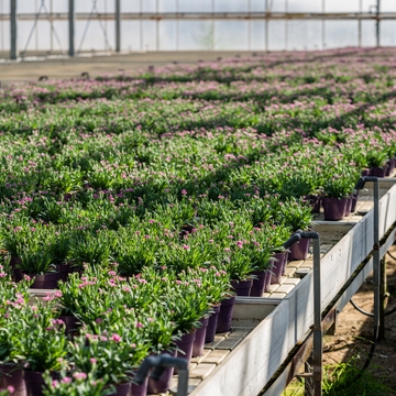 in de serre van plantcare