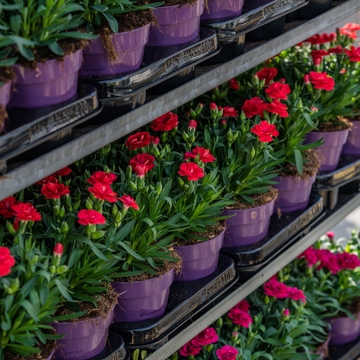 dit is een kar geladen met dianthus