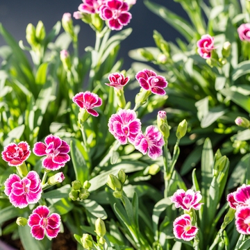 Dianthus Pink Kisses