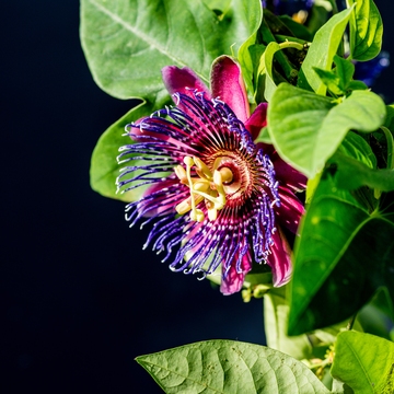Passiflora Marijke