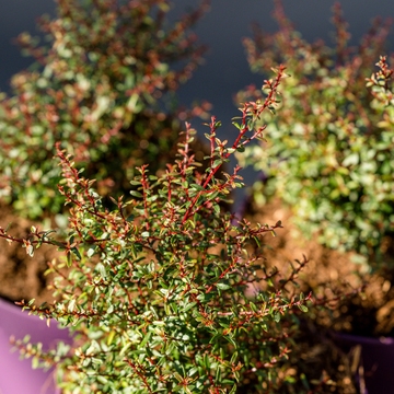 Leptospermum