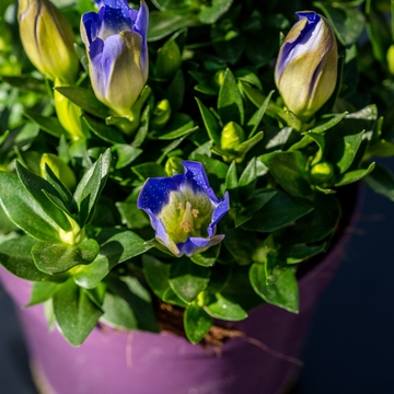 Gentiana