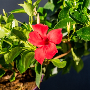 Dipladenia