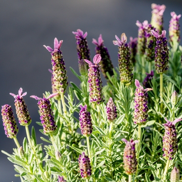Lavendel Lamorosia
