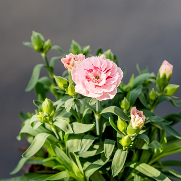 Dianthus Oscar