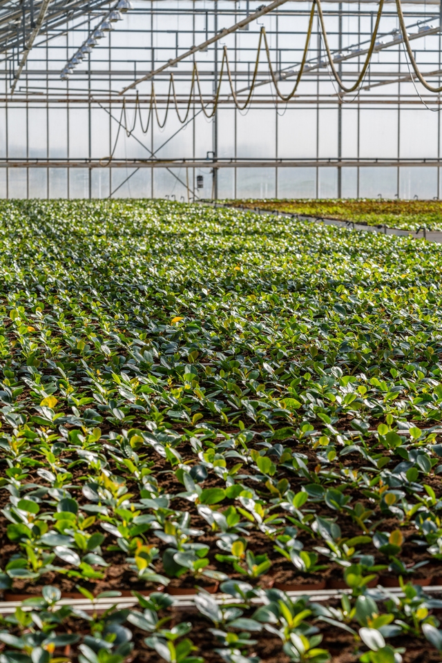 dit is een afbeelding van dipladenia op rolcontainers